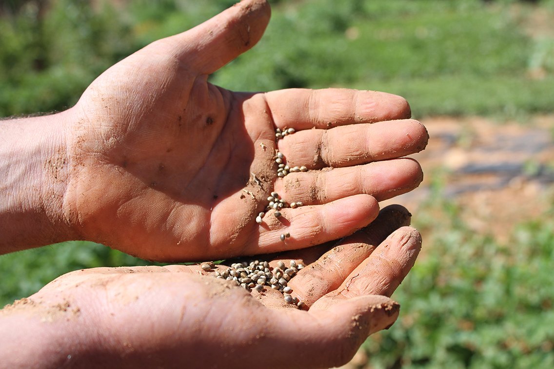 تشريع زراعة الحشيشة في لبنان: أبناء الأرض خارج المعادلة