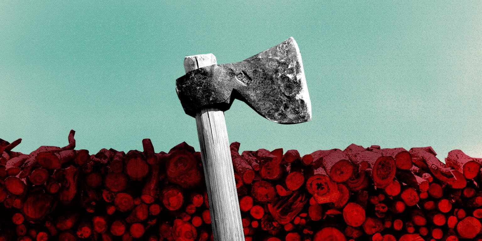 التحطيب الجائر في اليمن… تهديد للغطاء النباتي والتنوّع الحيوي